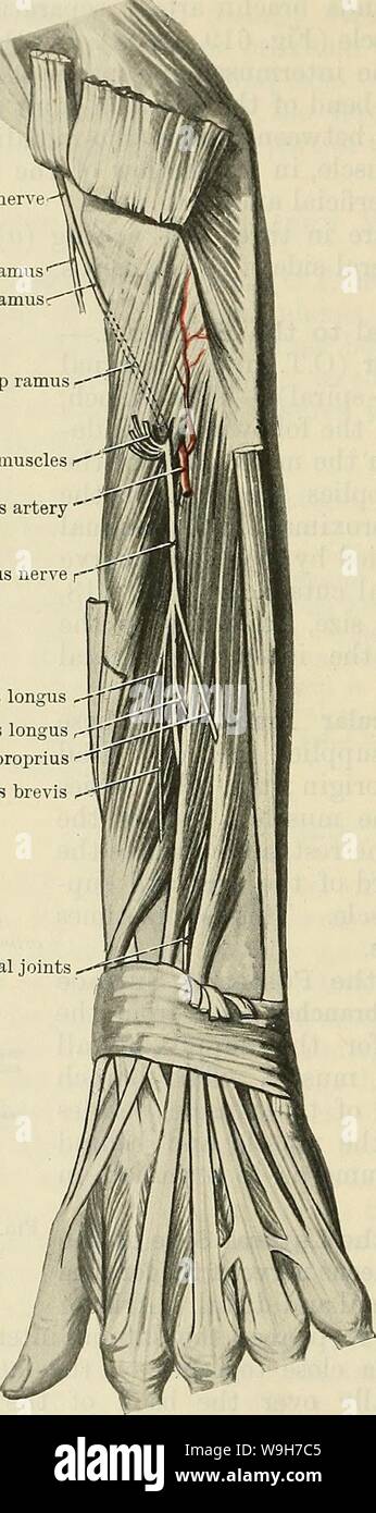 Archive image from page 745 of Cunningham's Text-book of anatomy (1914). Cunningham's Text-book of anatomy  cunninghamstextb00cunn Year: 1914 ( 712 THE NERVOUS SYSTEM. Ramus Supeeficialis Nervi Radialis. The superficial ramus (O.T. radial nerve) tribution. Arising in the hollow of the elbow Kadial nerve Superficial ramus Deep ramus Deep ramus -â Muscular brandies to superficial muscles Dorsal interosseous artery ' Dorsal interosseous nerve f Muscular branch to abductor pollicis longus .J-f IJflllgM Muscular branch to extensor pollicis longus Ar0Jr!Iff' Muscular branch to extensor indicis prop Stock Photo