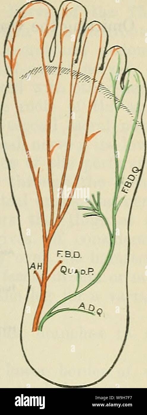 Archive image from page 768 of Cunningham's Text-book of anatomy (1914). Cunningham's Text-book of anatomy  cunninghamstextb00cunn Year: 1914 ( PUDENDAL PLEXUS. 735 and laterally in the sole, in company with the lateral plantar artery, between the flexor digitorum brevis and quadratus plantae, towards the base of the fifth metatarsal bone. Here it terminates by dividing into superficial and deep branches. Collateral Branches.—Muscular tranches are given off from the undivided nerve to the quadratus plantse and abductor digiti quinti muscles. Cutaneous tranches pierce the plantar fascia at inte Stock Photo