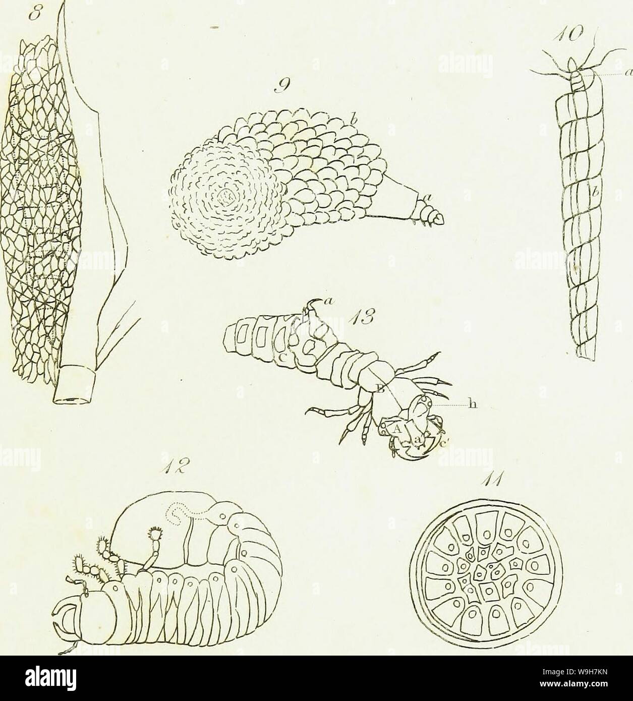 Archive image from page 774 of An introduction to entomology, or,. An ...