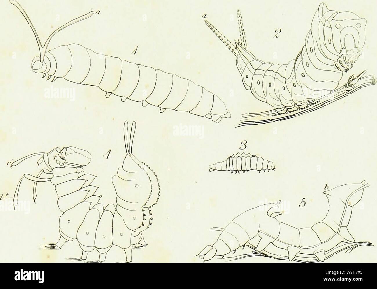 Archive image from page 778 of An introduction to entomology, or,. An ...