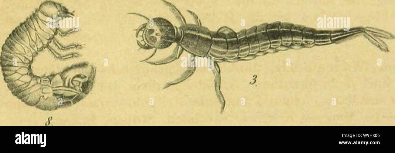 Archive image from page 806 of C G Calwers Käferbuch; Naturgeschichte. C. G. Calwers Käferbuch; Naturgeschichte der Käfer Europas zum Handgebrauche für Sammler  CUbiodiversity1129343 Year: 1883 ( lafW.    inHmUlodul/in' Stiittij.ul Stock Photo