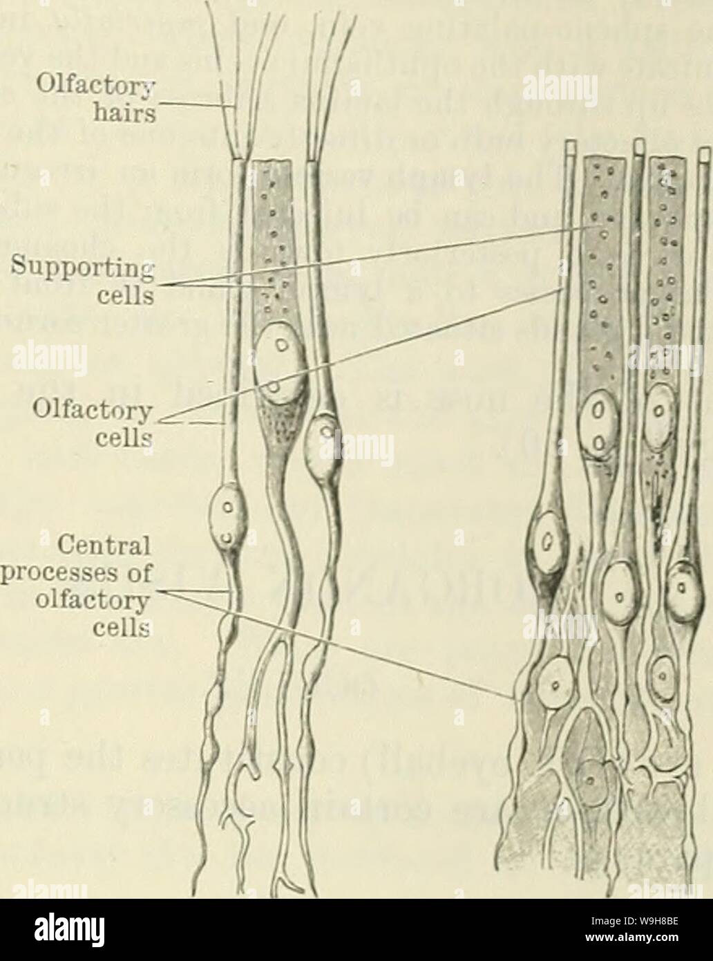 Archive image from page 838 of Cunningham's Text-book of anatomy (1914). Cunningham's Text-book of anatomy  cunninghamstextb00cunn Year: 1914 ( factory hairs Peripheral 'process B Body of -cell 'with Central process Fig. 676.âOlfactory and Supporting Cells. B. HuÂ°maU } M- Schultze. G- Human (â¼â¢ Brunn). iSxASAL CAVITY. 805 eUipS6 of ovalCenPf Td Â°r branChed Pr0Cesses' These cs contain par?s of the cells Zf)  ? Sltuated at the deeP ends of  columnar iÂ£:L m what is termed the of this columnar epithel- ium is covered by a thin limiting membrane. 2. Olfactory Cells. â These are bipolar nerve-c Stock Photo