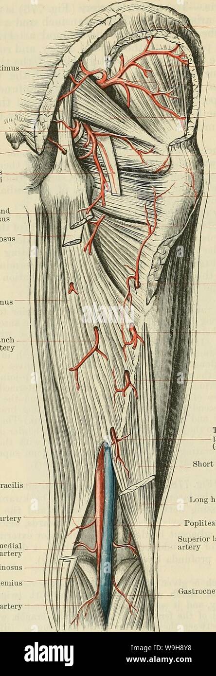 Archive image from page 983 of Cunningham's Text-book of anatomy (1914).  Cunningham's Text-book of anatomy cunninghamstextb00cunn Year: 1914 ( 950  THE VASCULAK SYSTEM. gluteus maximus, with the inferior gluteal and first  perforating