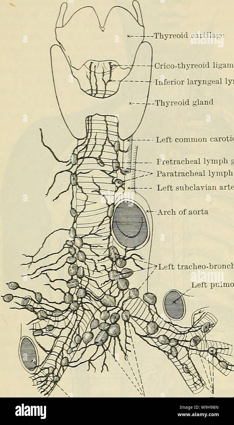 Archive image from page 1045 of Cunningham's Text-book of anatomy (1914). Cunningham's Text-book of anatomy  cunninghamstextb00cunn Year: 1914 ( 1012 THE VASCULAR SYSTEM. âThyreoid cartilage Crico-thyreoid ligament â Inferior laryngeal lymph vessels -Thyreoid gland â Left common carotid artery -II Pretracheal lymph gland 'â¢--â - Paratracheal lymph glands Left subclavian artery --?Left tracheo-bronchial glands Left pulmonary artery (4) Lymphoglandulse Mediastinales Posteriores.âThe posterior mediastinal lymph glands, 8-12, lie along the descending part of the thoracic aorta and the thoracic pa Stock Photo
