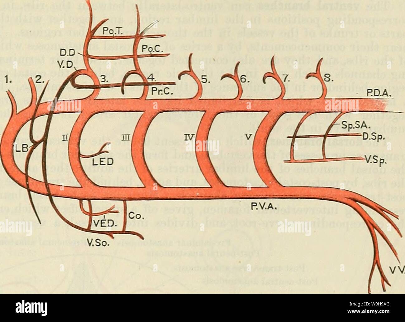 Archive image from page 1076 of Cunningham's Text-book of anatomy (1914). Cunningham's Text-book of anatomy  cunninghamstextb00cunn Year: 1914 ( THE SEGMENTAL AETEEIES AND THEIE ANASTOMOSES. 1043 So.SA. 'V 4 V 4 The segmental arteries and veins form a series of bilaterally symmetrical vessels, each of which is united to the vessels of adjacent segments by intersegmental channels, which anastomose with one another, through the portions of the segmental vessels which they connect together, and thus form longi- tudinal trunks. The longitudinal trunks are mainly, though not exclusively, in- terseg Stock Photo