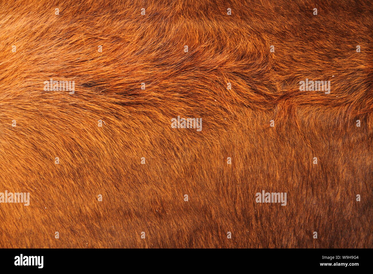 a brown cowhide Stock Photo Alamy