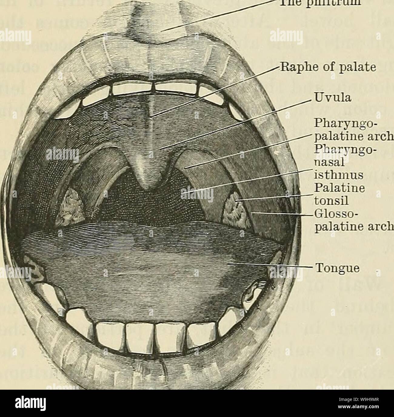 Archive image from page 1139 of Cunningham's Text-book of anatomy (1914). Cunningham's Text-book of anatomy  cunninghamstextb00cunn Year: 1914 ( 1106 THE DIGESTIVE SYSTEM. III. Accessory Digestive Glands.—The largest of these is the liver (hepar), which occupies the upper and right portion of the abdominal cavity, immediately below the diaphragm, and its secretion—the bile—is conveyed into the duodenum by the bile duct (ductus choledochus). The pancreas, next in size, lies across the front of the vertebral column, with its right end or head resting in the concavity of the duodenum, into which Stock Photo