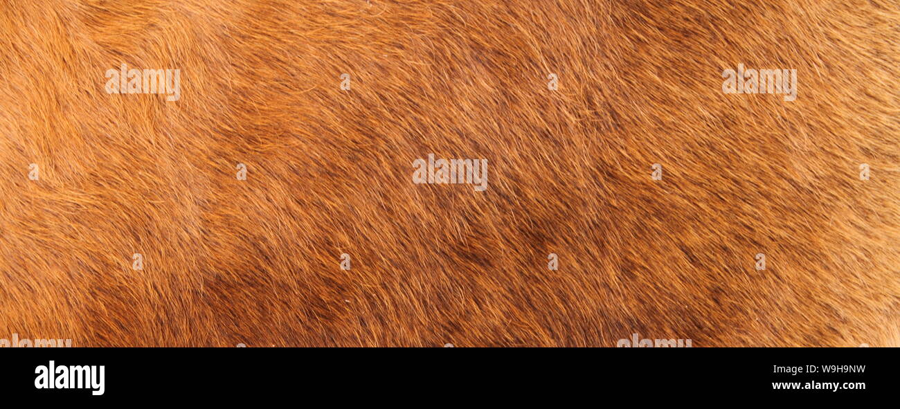 a brown cowhide Stock Photo