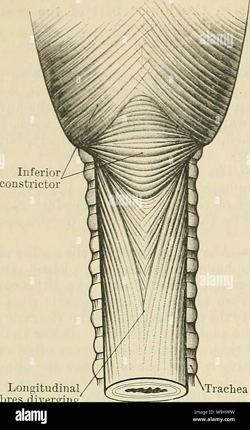 Archive image from page 1187 of Cunningham's Text-book of anatomy (1914). Cunningham's Text-book of anatomy  cunninghamstextb00cunn Year: 1914 ( 1154 THE DIGESTIVE SYSTEM. order to allow of the expansion of the tube during swallowing. It connects the mucous    Longitudinal fibres diverging' Trachea Fig. 909. — Dissection to show the arrangement of the muscular fibres on the posterior aspect of the oesophagus and pharynx. Traced upwards, the longitudinal muscular fibres of the oeso- phagus are seen to separate posteriorly; passing round to the sides, they form two longitudinal bands which meet Stock Photo