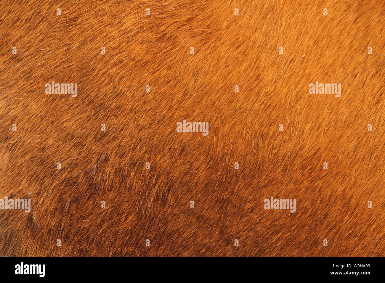 a brown cowhide Stock Photo