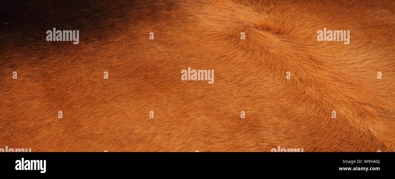 a brown cowhide Stock Photo
