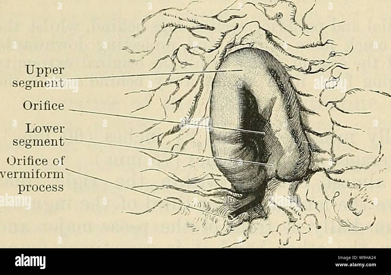 Archive Image From Page 1247 Of Cunningham S Text Book Of Anatomy