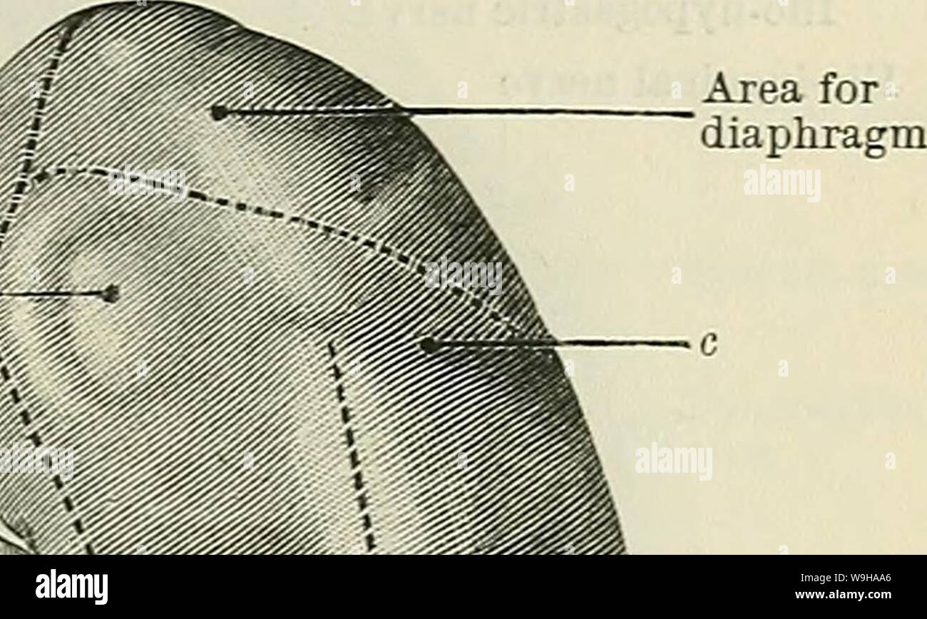 Archive image from page 1294 of Cunningham's Text-book of anatomy (1914). Cunningham's Text-book of anatomy  cunninghamstextb00cunn Year: 1914 ( Area for cms of § diaphragm ipl St Area for psoas major    Area for psoas major' Area for transversus abdominis tendon Area for - quadratus lumborum Fig. 982.—The Posterior Aspect of the Kidneys. Same specimen as Fig. 981. The dotted lines mark out the areas in contact with the various muscles forming the posterior abdominal wall. a. Depression corresponding to the transverse process of the first lumbar vertebra. b. Depression corresponding to the tra Stock Photo