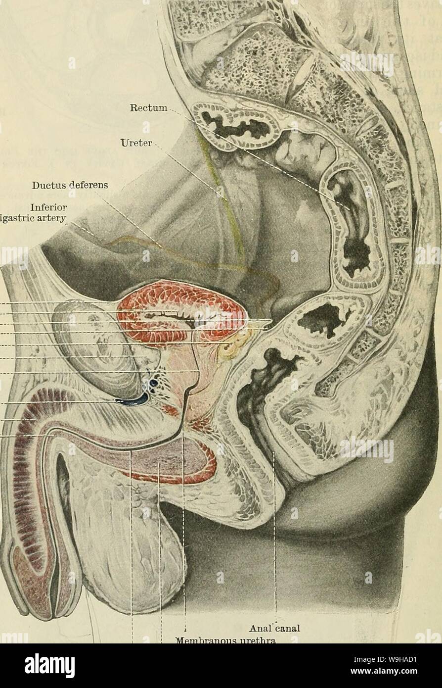 Archive image from page 1315 of Cunningham's Text-book of anatomy (1914). Cunningham's Text-book of anatomy  cunninghamstextb00cunn Year: 1914 ( 1282 THE URINO-GENITAL SYSTEM. basal surface of the contracted and empty bladder receives a covering from the peritoneum, since the seminal vesicles and terminal portions of the ductus de- ferentes intervene as they lie in the anterior wall of the recto-vesical or recto- o-enital pouch. When the bladder is distended the posterior border, separating the upper and basal surfaces, is rounded out, and the peritoneum forming the horizontal shelf, just desc Stock Photo
