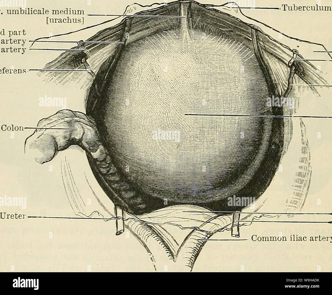 Archive image from page 1309 of Cunningham's Text-book of anatomy (1914). Cunningham's Text-book of anatomy  cunninghamstextb00cunn Year: 1914 ( 1276 THE UKINO-GENITAL SYSTEM. of the bladder, or points where the ureters join the organ. They separate the superior surface from the infero-lateral portions of the inferior aspect of the bladder wall (Fig. 993, A). The posterior border stretches across between the lateral angles of the bladder, and separates the superior from the basal surface of the viscus. The superior surface is related in the male to coils of intestine; in the female it is also Stock Photo