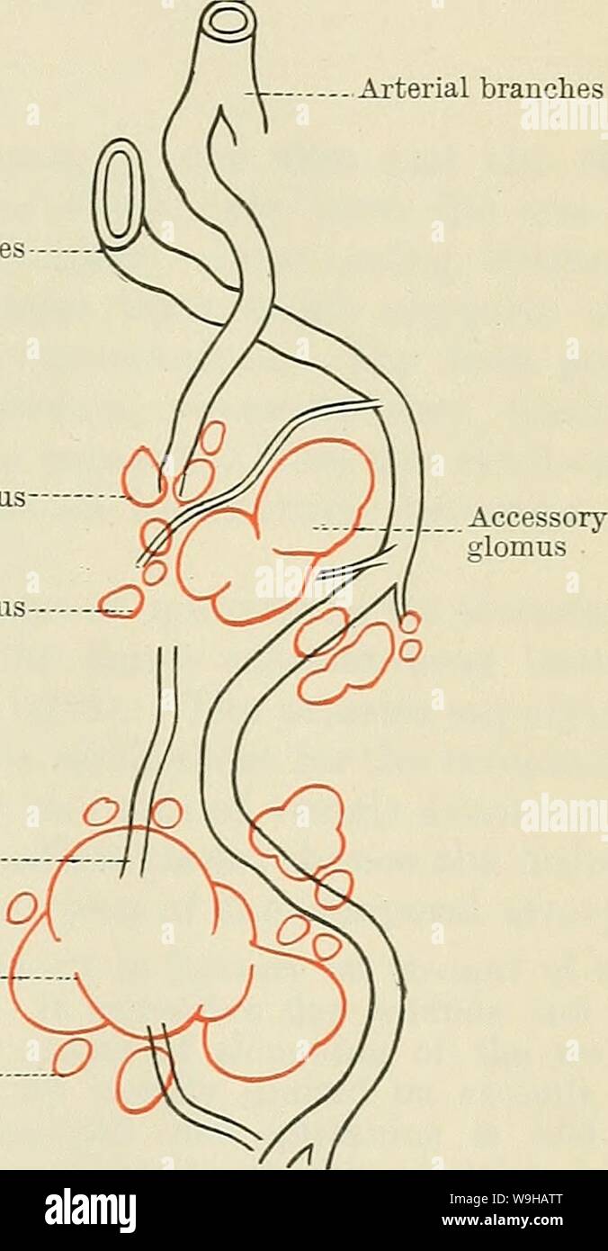 Archive image from page 1388 of Cunningham's Text-book of anatomy (1914). Cunningham's Text-book of anatomy  cunninghamstextb00cunn Year: 1914 ( GLOMUS COCCYGEUM. 1355 The arteries enter at tlie hilus, run in the trabecule, and branch freely. The smaller arteries have a lymphoid sheath developed in their walls. This replaces the fibrous sheath which the larger arteries receive from the trabeculse. Every here and there the lymphoid sheath expands symmetrically or asymmetrically to form a lymphatic nodule (nodulus lymphaticus lienalis). Many of the nodules thus formed are quite small; others are Stock Photo