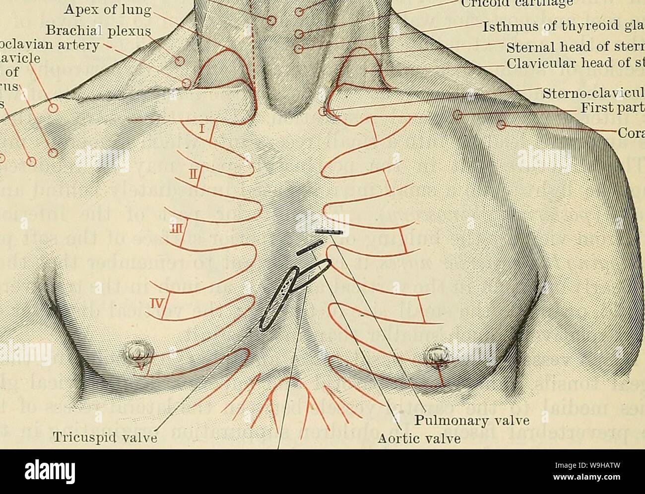 Archive image from page 1419 of Cunningham's Text-book of anatomy (1914). Cunningham's Text-book of anatomy  cunninghamstextb00cunn Year: 1914 ( Anterior belly of digastric Hyoid bone Thyreoid cartilage (pomum Adami) Crico-thyreoid membrane External jugular vein Cricoid cartilage Isthmus of thyreoid gland Sternal head of sterno-mastoid Clavicular head of sterno-mastoid Sterno-clavicular articulation First part axillary artery SiliV 'Coracoid process    Tricuspid valve Pulmonary valve Aortic valve Mitral valve Fig. 1086.—Anterior Aspect of Neck and Shoulders. anterior jugular veins, along with Stock Photo