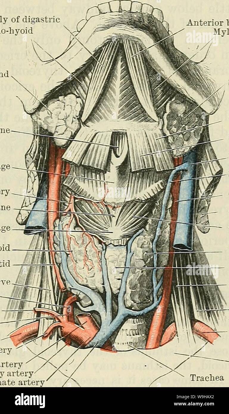 Archive image from page 1420 of Cunningham's Text-book of anatomy (1914). Cunningham's Text-book of anatomy  cunninghamstextb00cunn Year: 1914 ( THE NECK. 1387 with the carotid sheath and its contents, being retracted well forwards. In approach- ing the trunk of the inferior thyreoid artery from the front the sterno-mastoid and carotid sheath are retracted backwards and the dissection is continued through the cellular interval between it and the sheath (outer capsule) of the thyreoid gland, which is formed by the splitting of the pretracheal fascia. A glandular abscess in this compartment usua Stock Photo