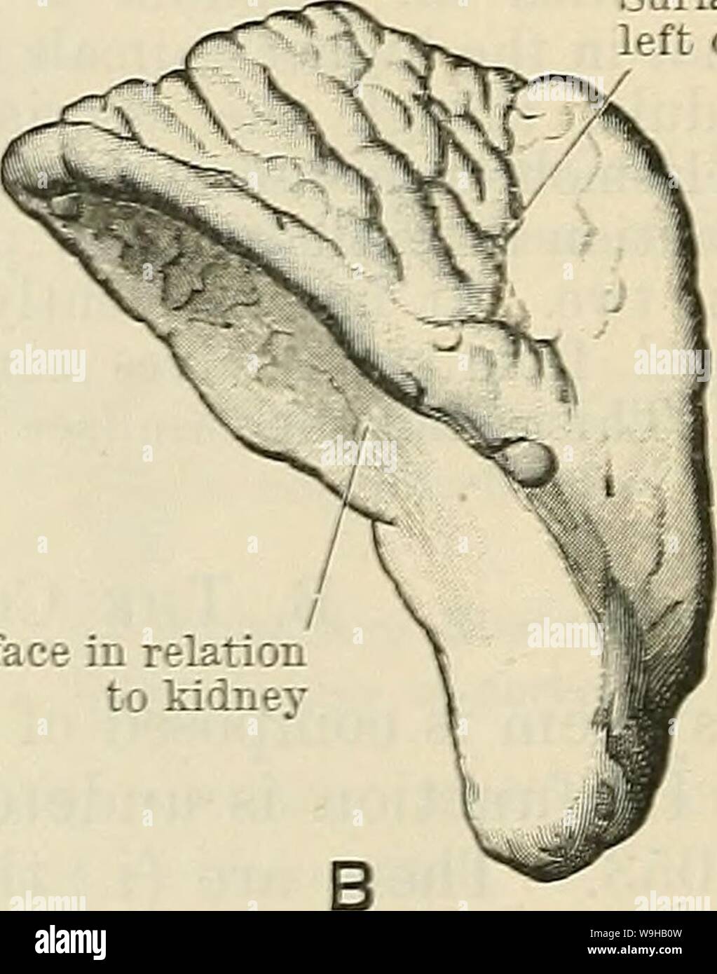 Archive image from page 1377 of Cunningham's Textbook of anatomy (1914