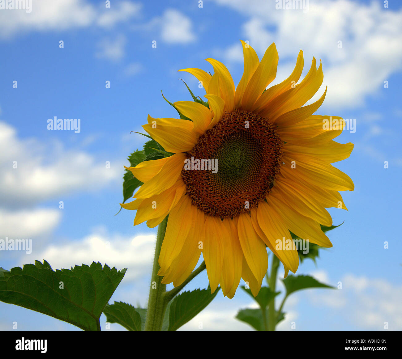 Ripened sunflower flower on a stalk against a blue sky Stock Photo - Alamy