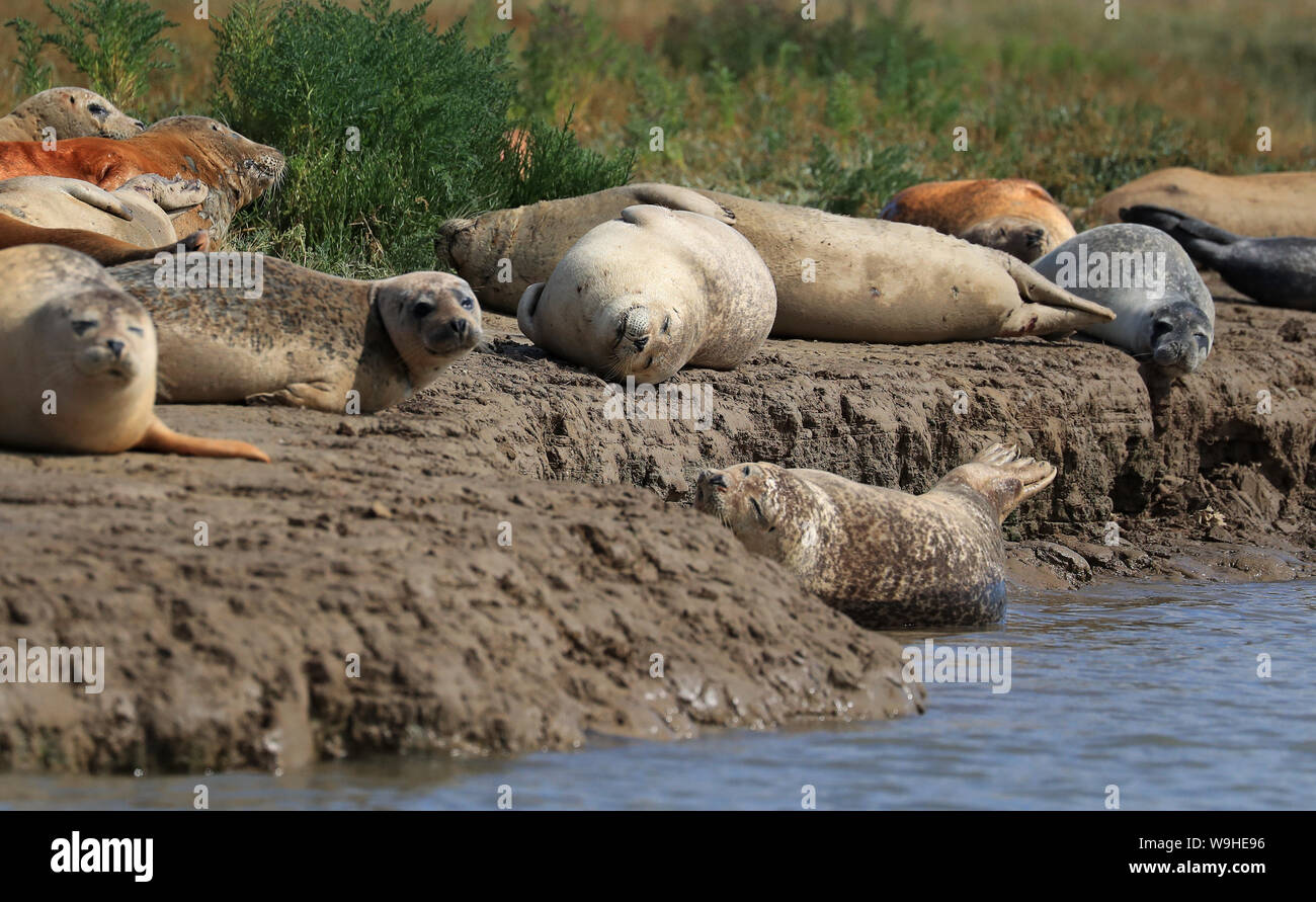 Breeding seal population hires stock photography and images Alamy