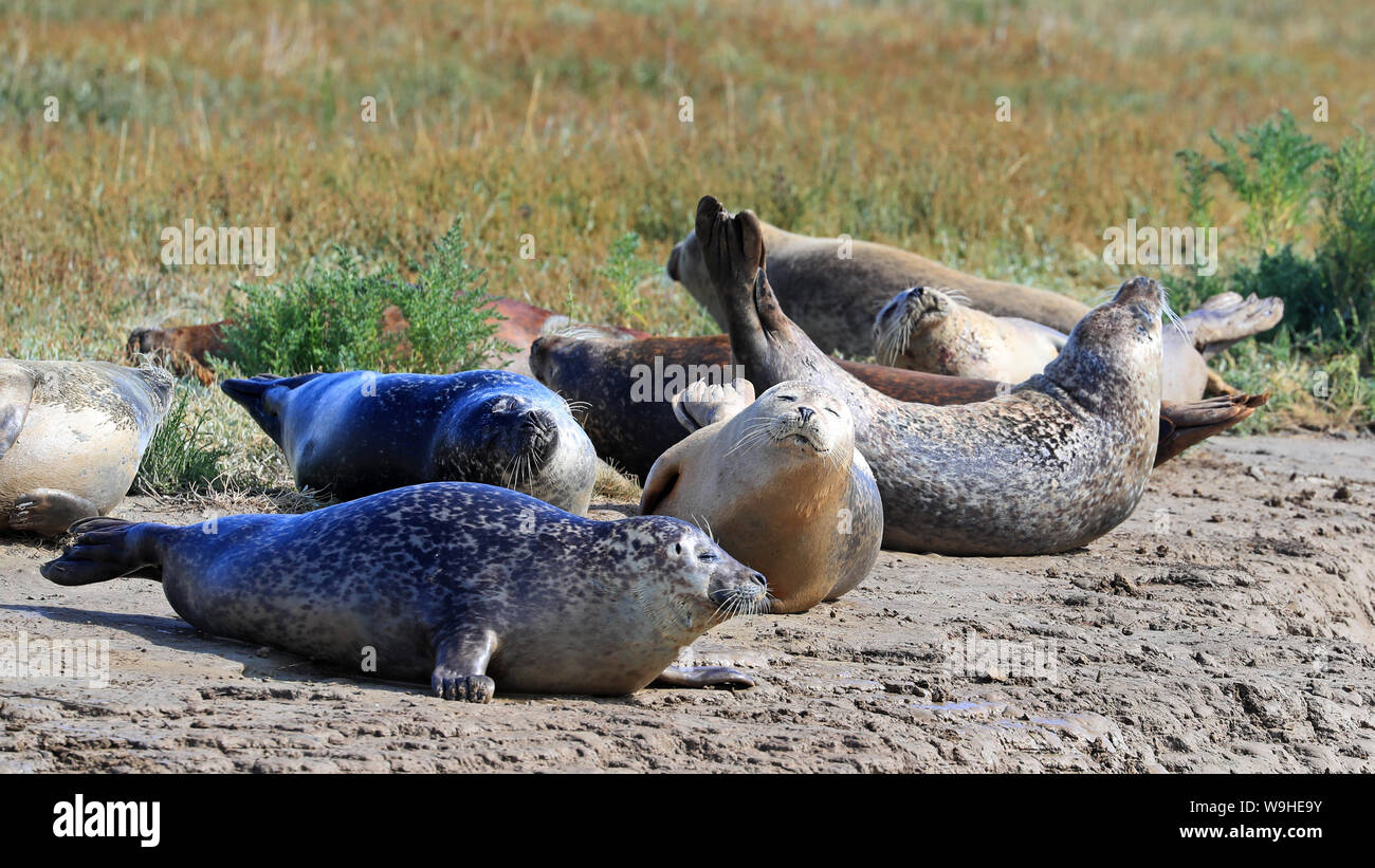 Comprehensive picture population adult seals hires stock photography