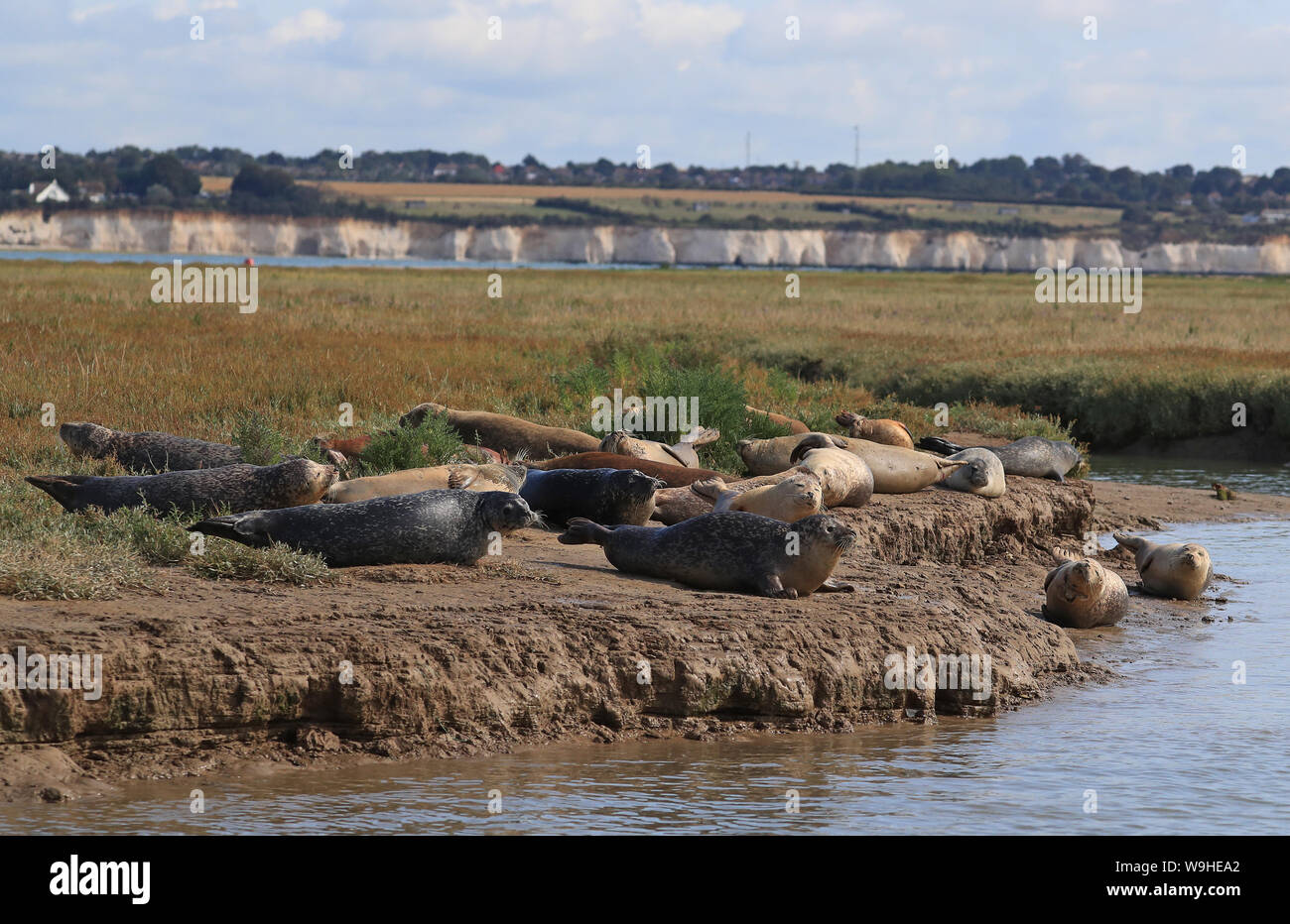 Comprehensive picture population adult seals hires stock photography