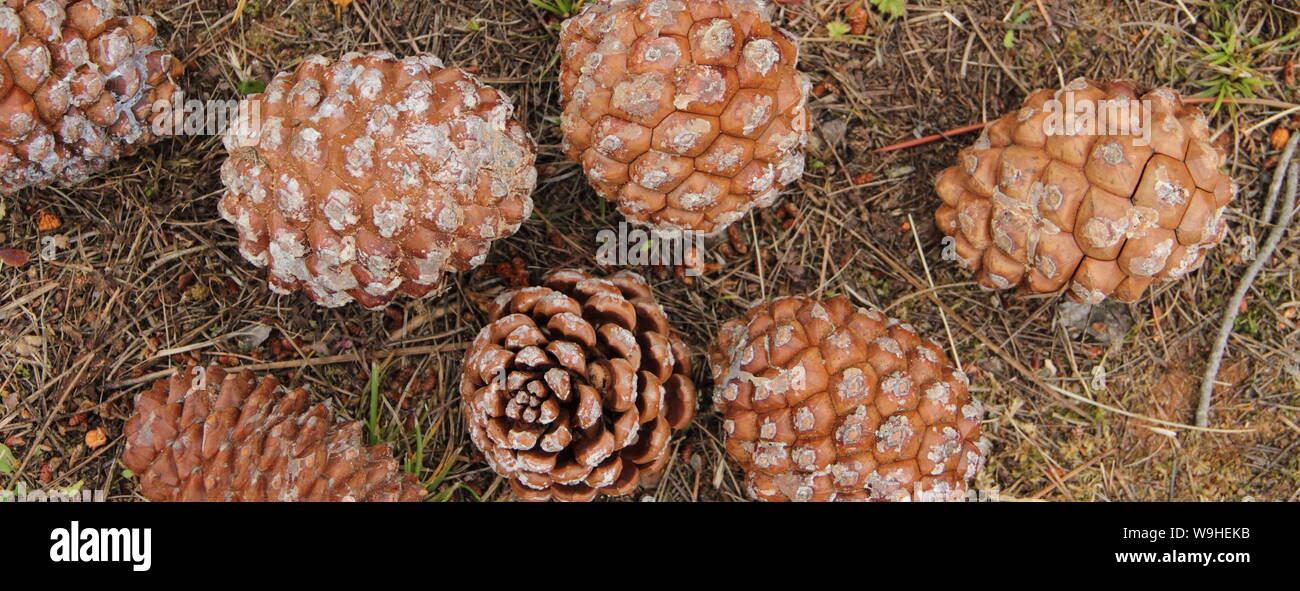 many closed pine cones on the forest floor Stock Photo