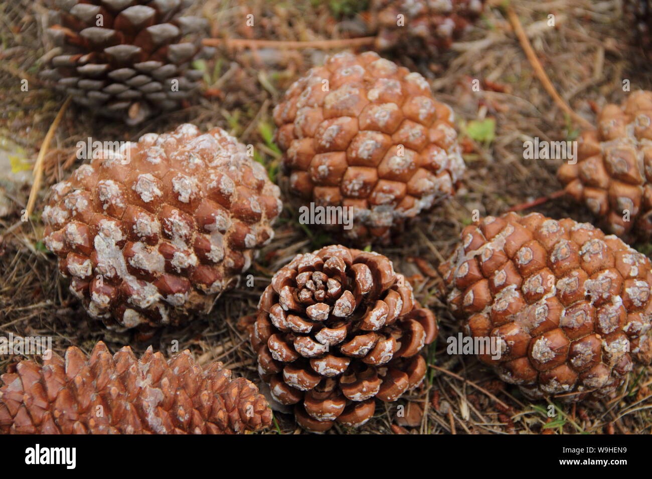 many closed pine cones on the forest floor Stock Photo