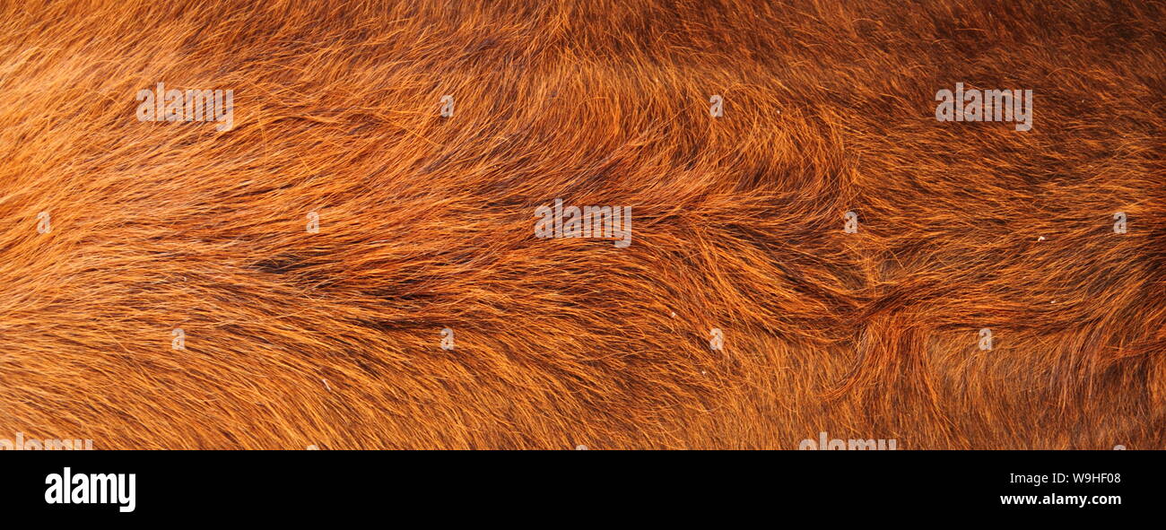 a brown cowhide Stock Photo