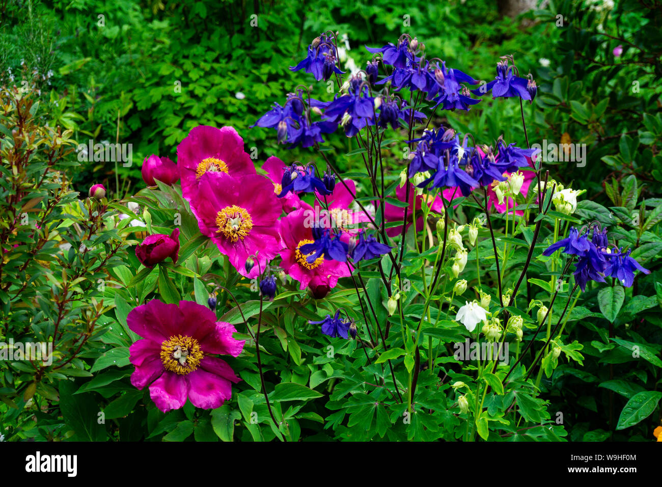 Beautiful Cosmos flowers in nature, sweet background, blurry flower background, light pink and violet cosmos. Stock Photo