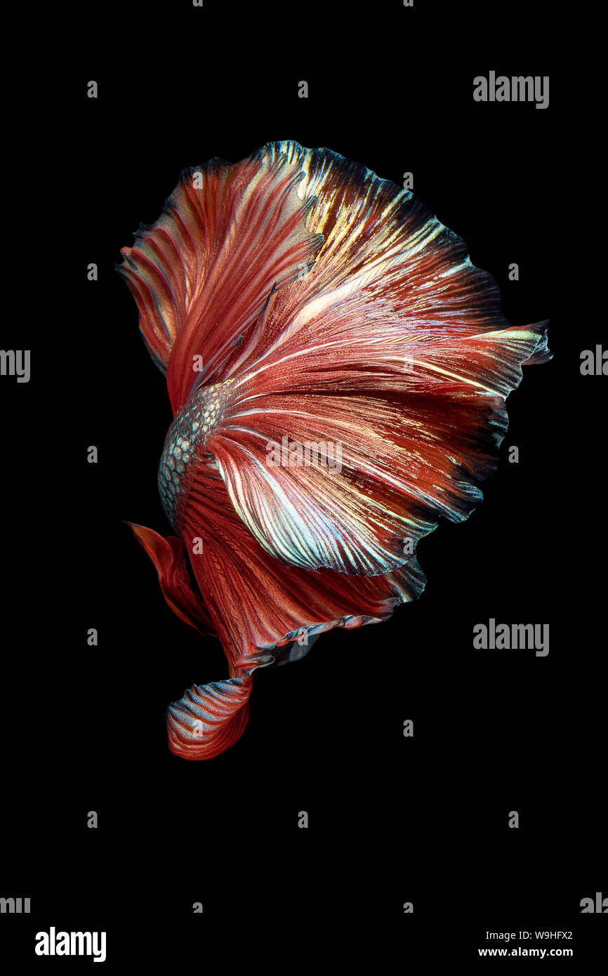 Close up art movement of Betta fish or Siamese fighting fish isolated on black background Stock Photo