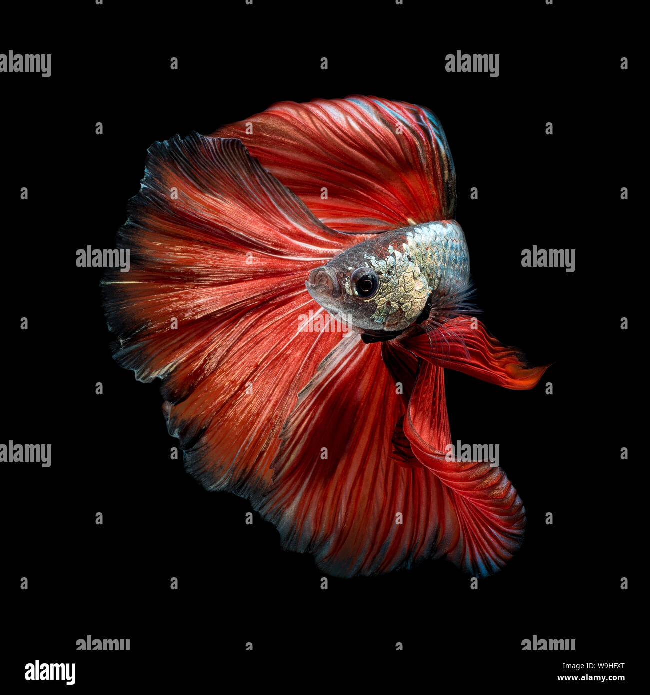 Close up art movement of Betta fish or Siamese fighting fish isolated on black background Stock Photo