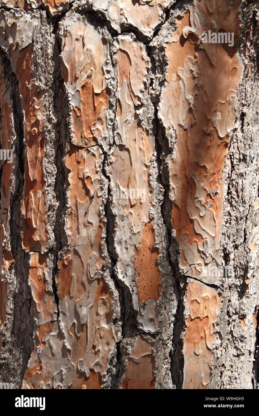 tree bark as a background Stock Photo Alamy