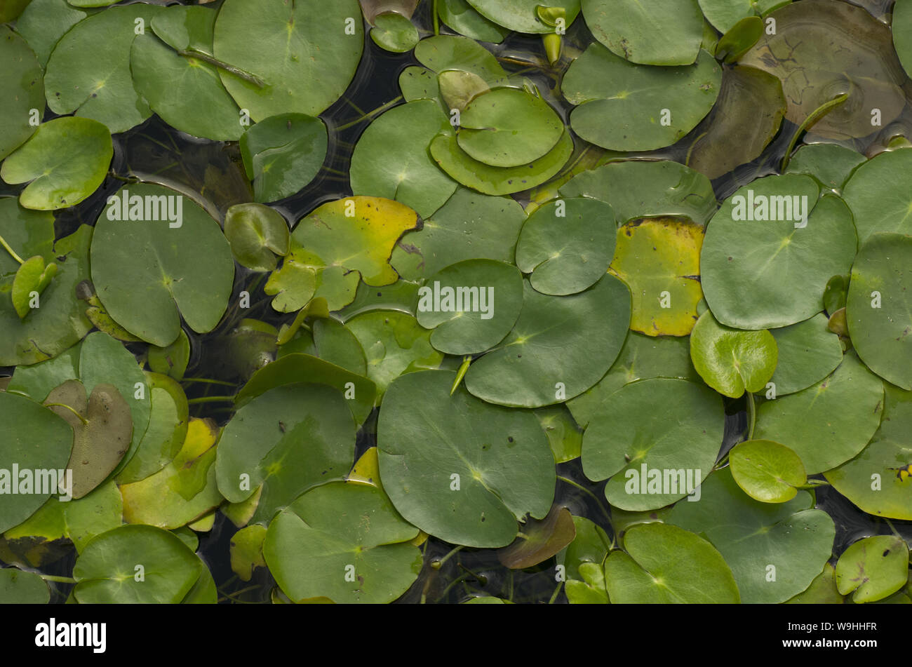 green lotus leaves on pond Stock Photo - Alamy