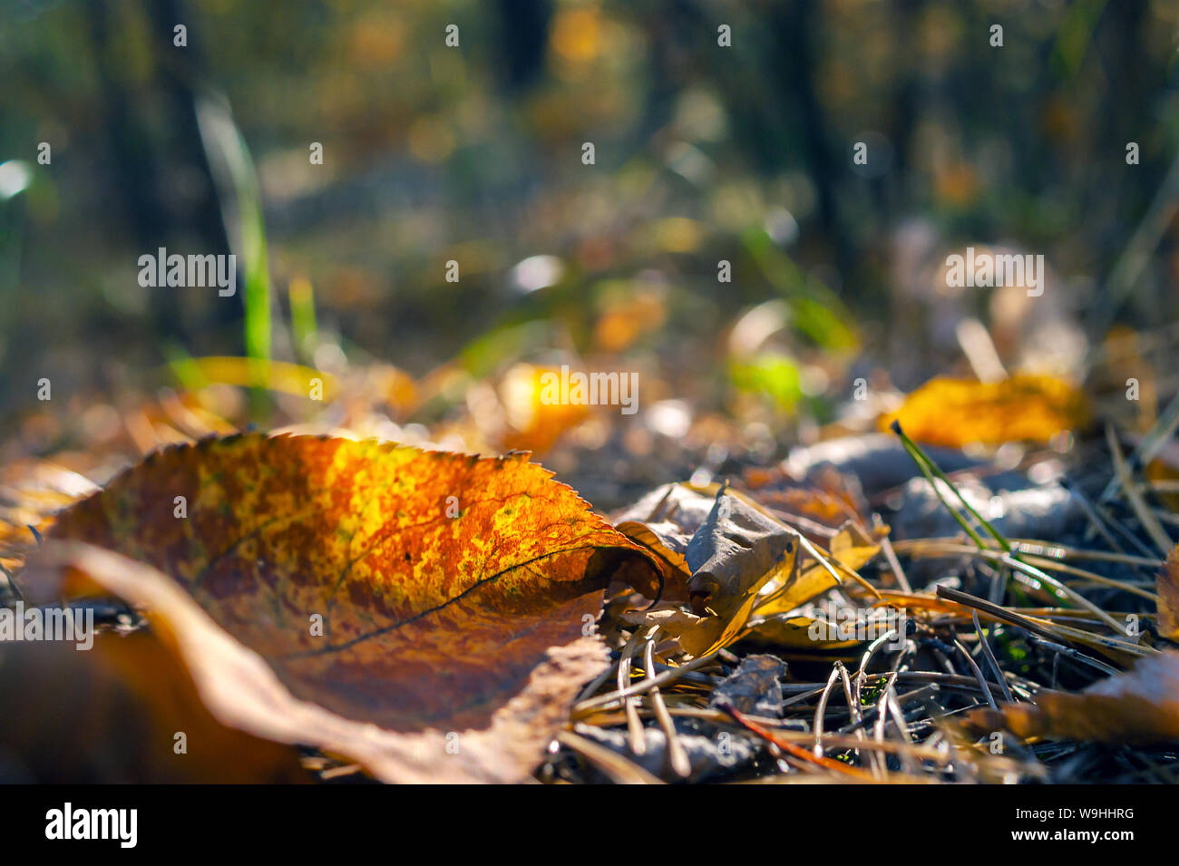 Yellow Leaf on the Ground, Sun Glow, Pine Tree Needles, Fall Foliage. Change of Seasons Concept. Stock Photo