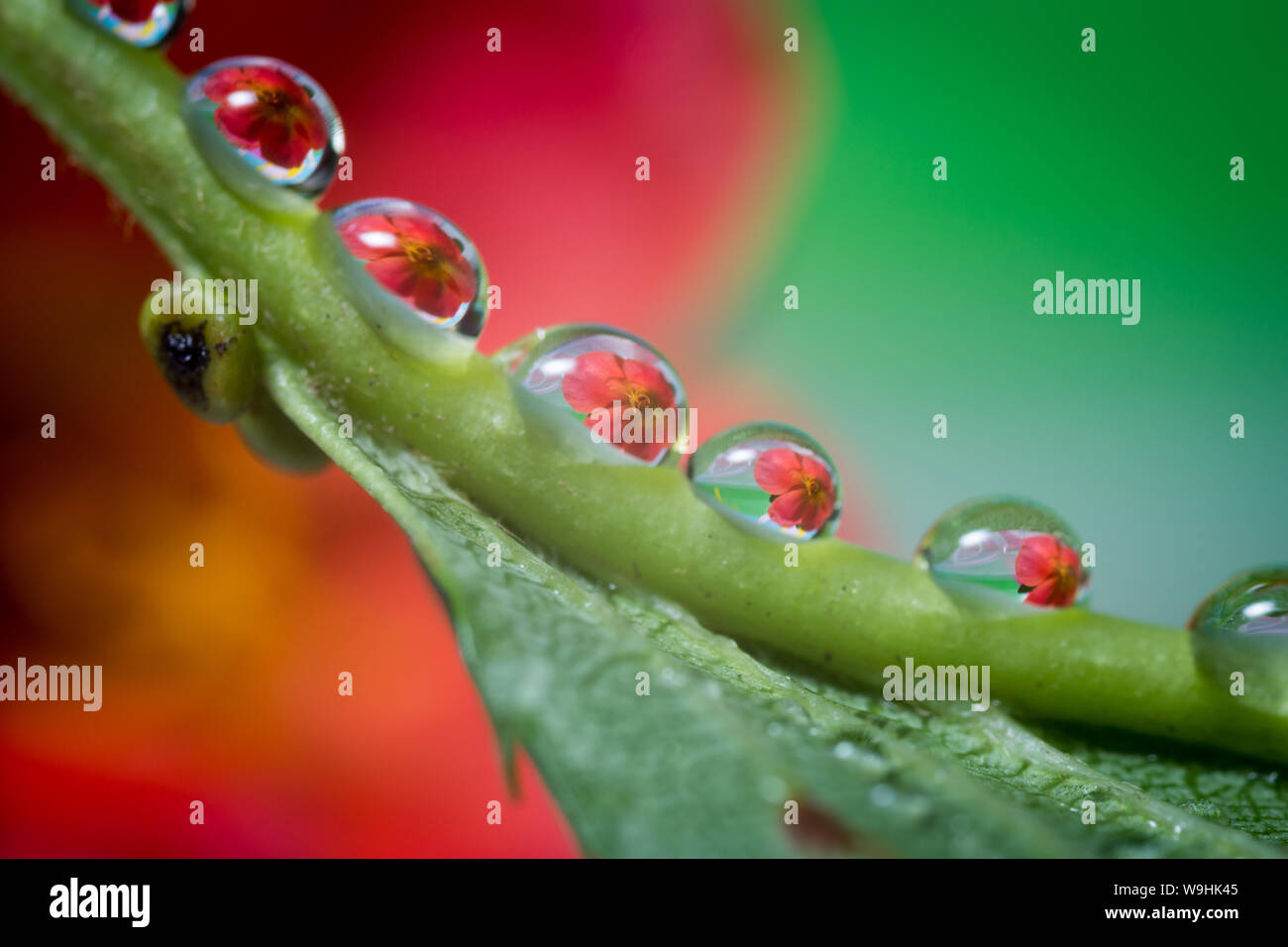 Water drop on the green leaf magnifying a red flower from the background. Macro close up shot. Stock Photo
