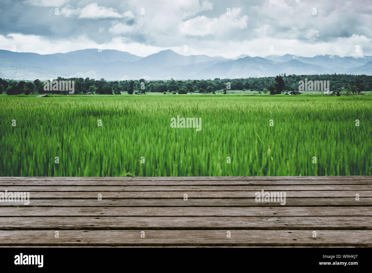 green field with wooden table top foreground blank space for advertising.rice field outdoor rural view. Stock Photo