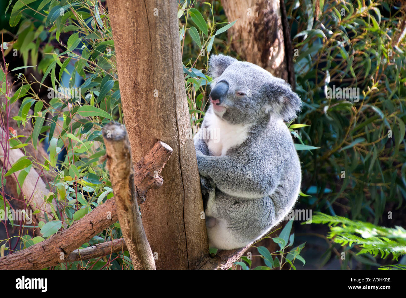 Sydney Australia, sleepy koala sitting in tree Stock Photo - Alamy