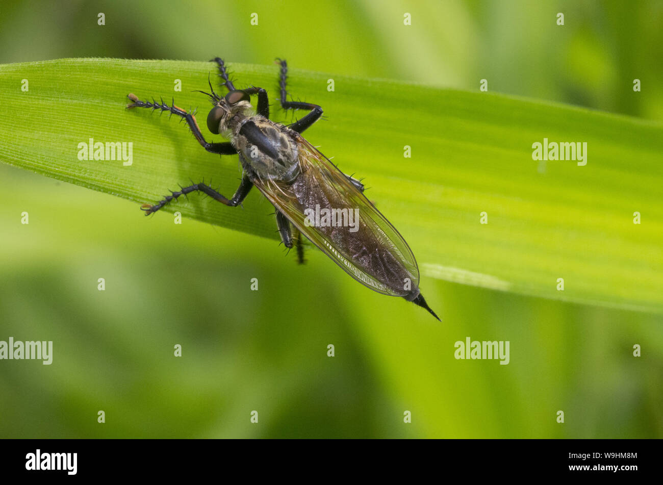 bee killer on a leaf Stock Photo Alamy