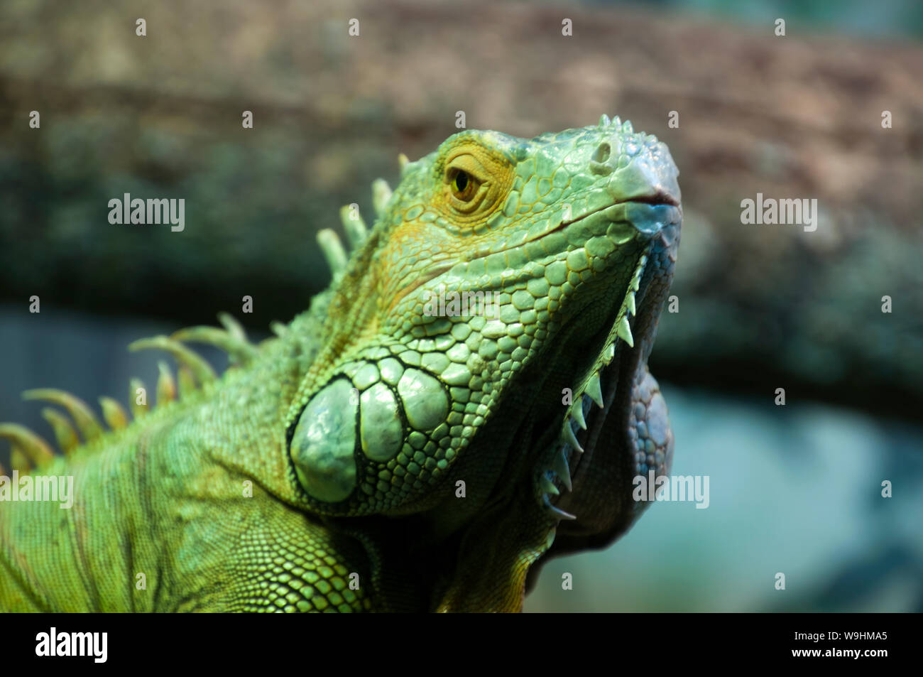 Sydney Australia, face of a green iguana Stock Photo