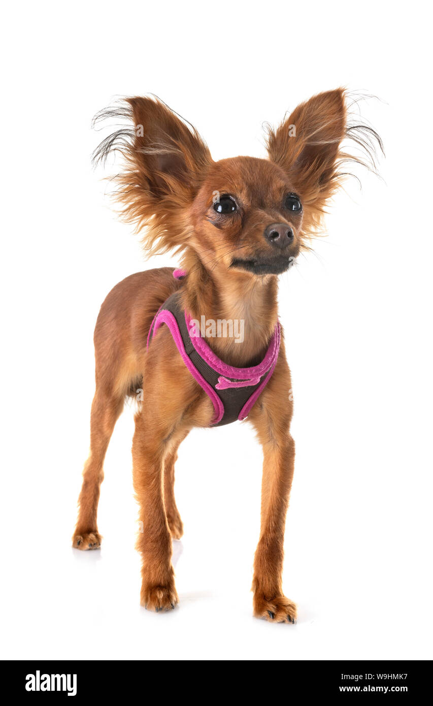 puppy Russkiy Toy in front of white background Stock Photo - Alamy