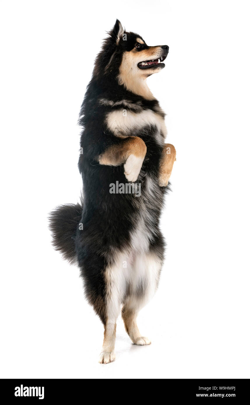 Finnish Lapphund in front of white background Stock Photo - Alamy