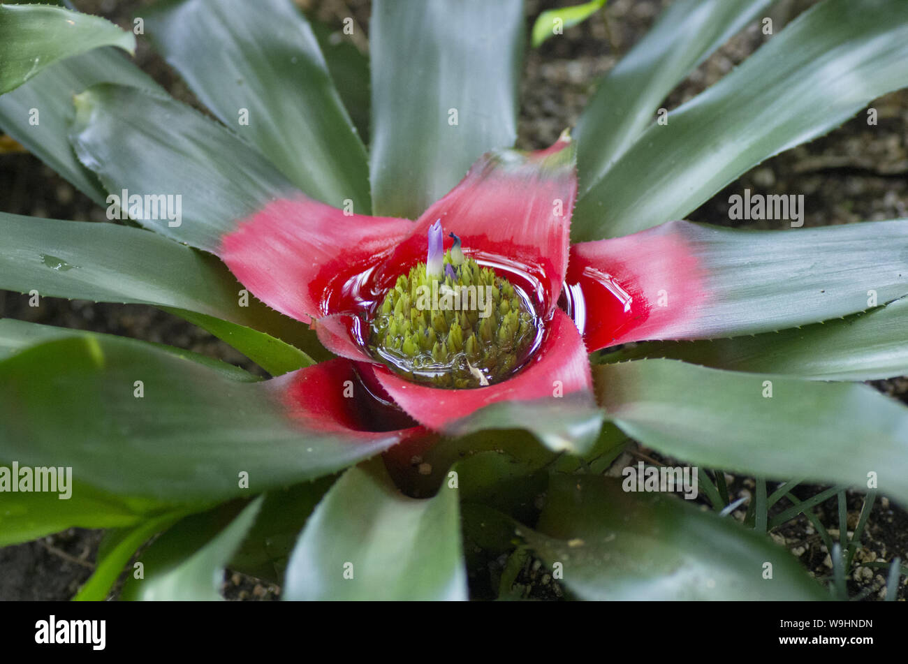 closeup of tropical plant, Neoregelia carolinae Stock Photo