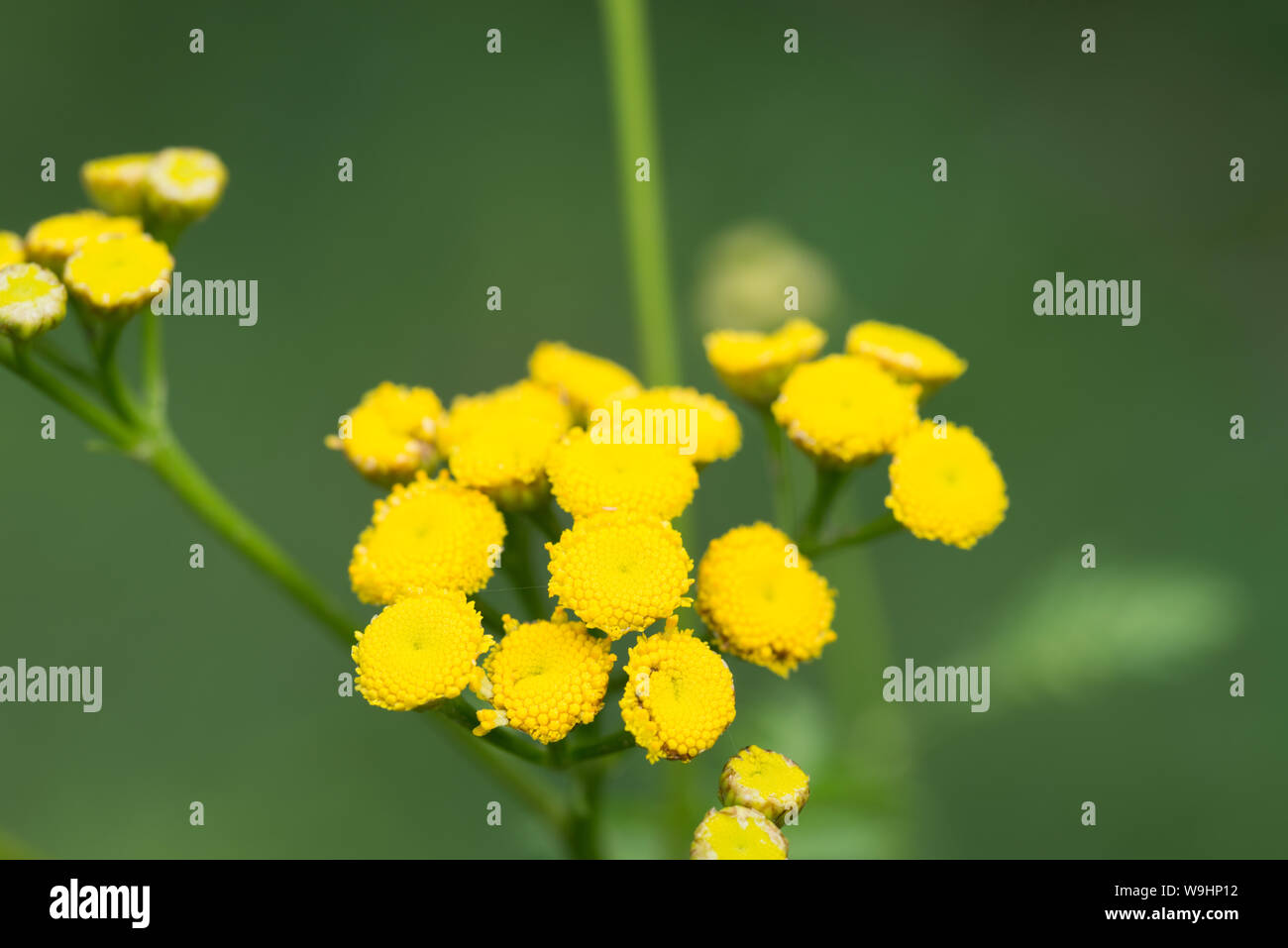 Tansy, Tanacetum vulgare yellow flowers closeup Stock Photo