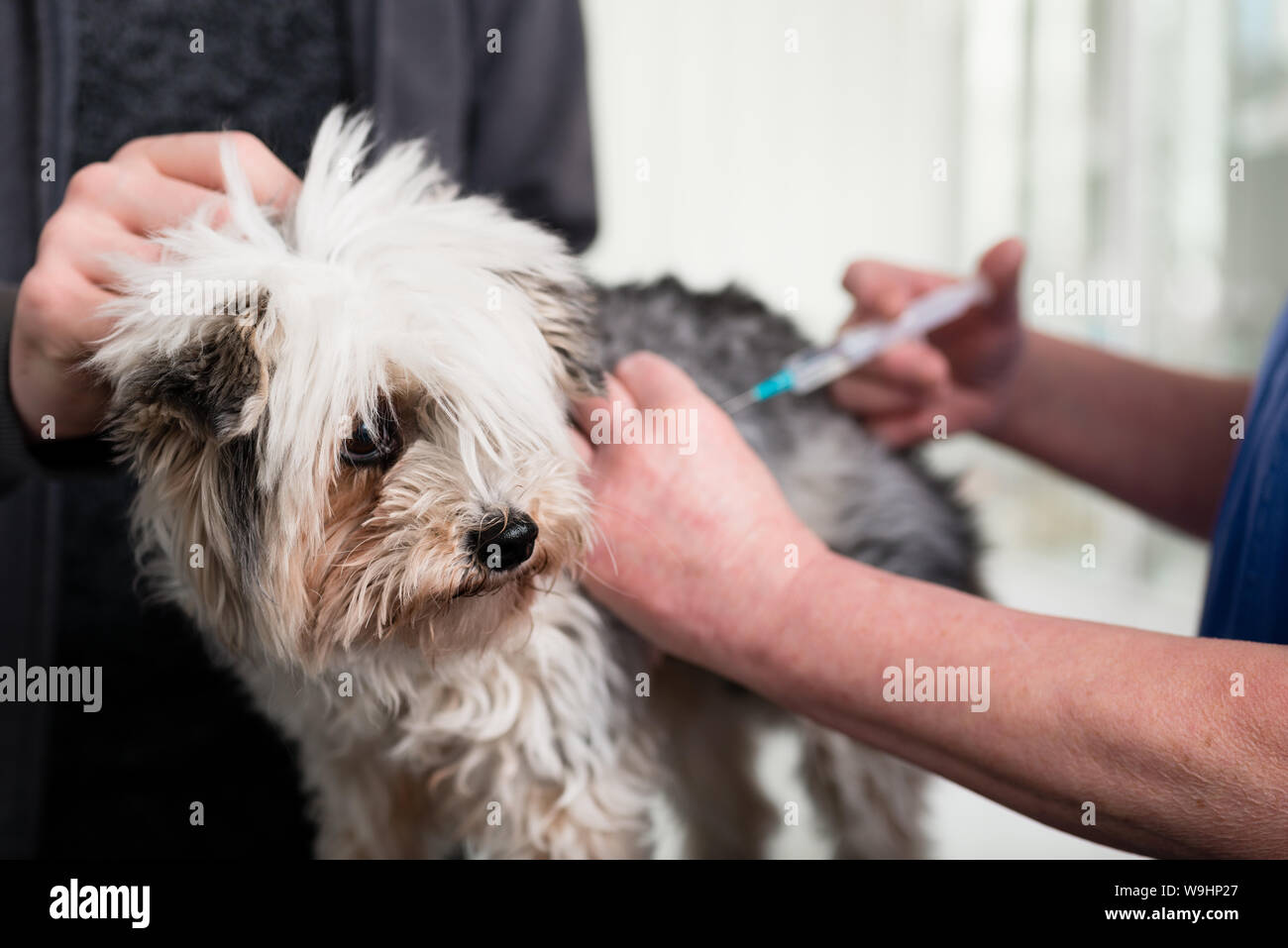 Doctor giving injection to a sick dog Stock Photo