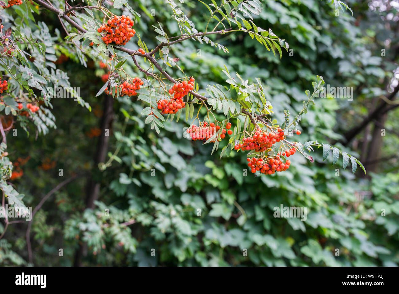 Sorbus aucuparia. mountain ash, rowan berries on tree branches Stock Photo