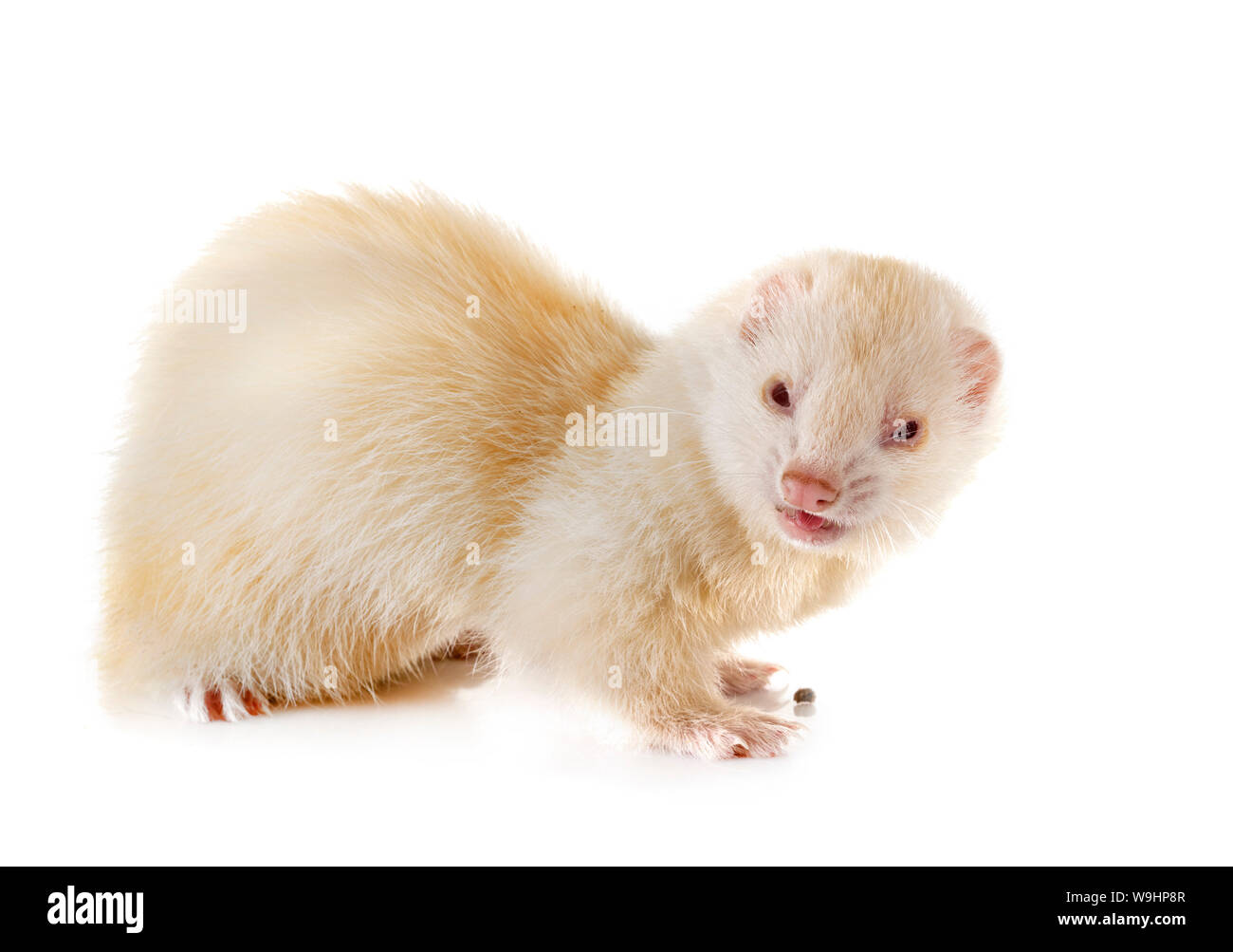 albinos ferret in front of white background Stock Photo