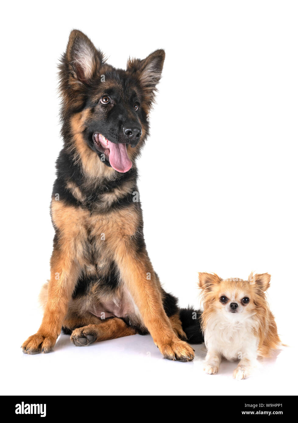 German shepherd mixed cheap with chihuahua puppies