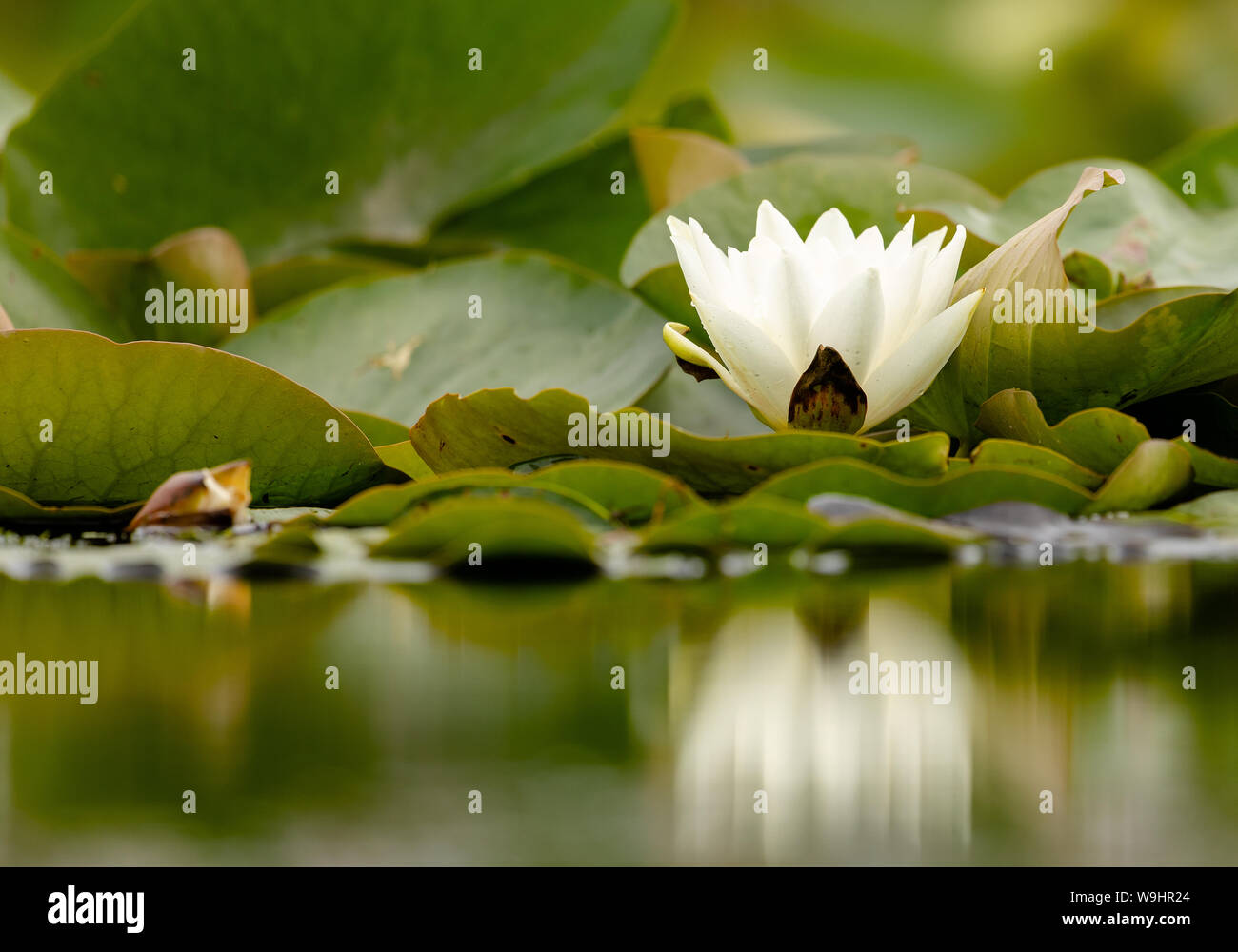 White waterlily reflection on hi res stock photography and images Alamy